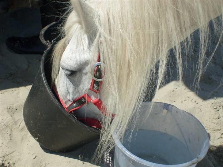 Anden særlig race Sjizzi  *solgt* billede 8