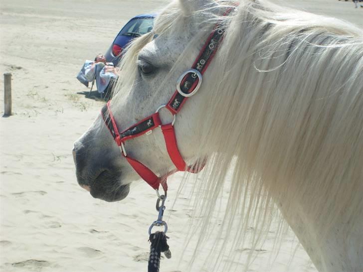 Anden særlig race Sjizzi  *solgt* billede 9