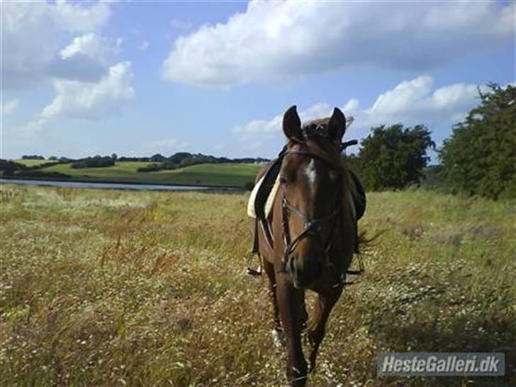 Anden særlig race Kiara billede 1