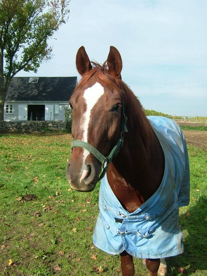 Quarter BR Genuine Sparkel  billede 1