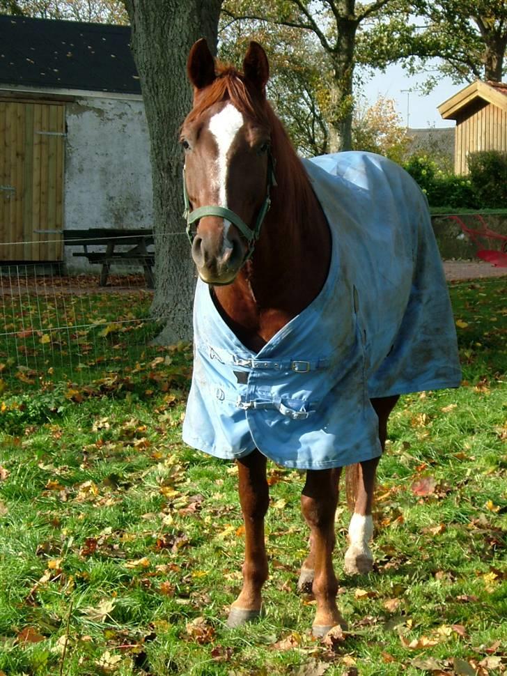 Quarter BR Genuine Sparkel  billede 4