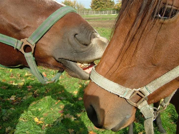 Quarter BR Genuine Sparkel  billede 5