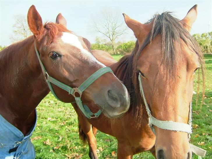 Quarter BR Genuine Sparkel  billede 7