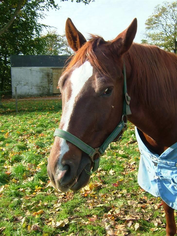 Quarter BR Genuine Sparkel  billede 8