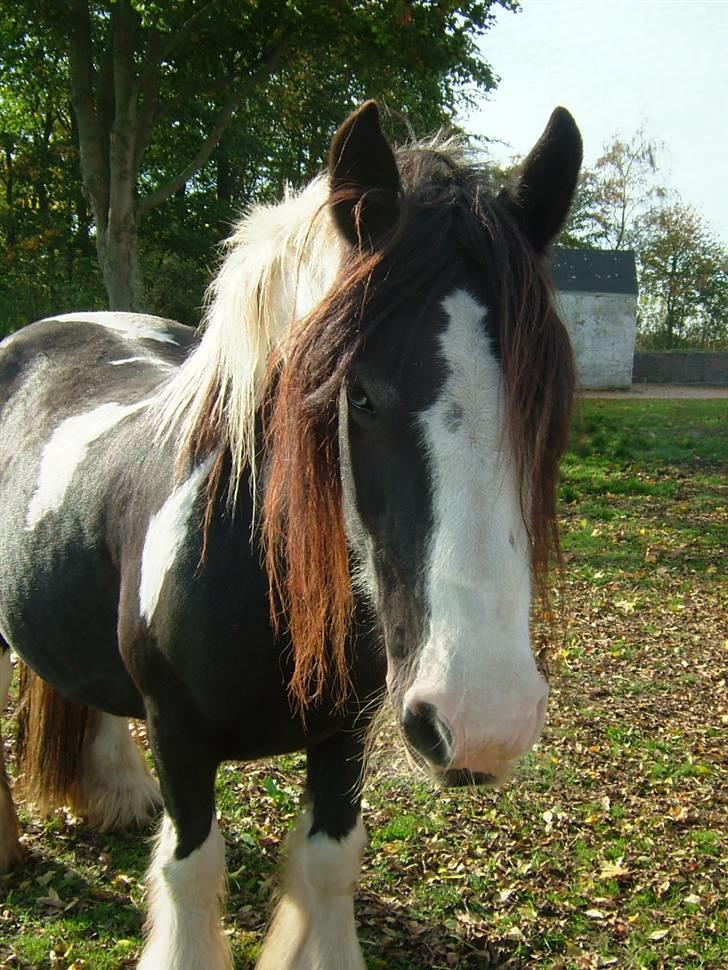 Irish Cob One Eyed Shannon billede 13