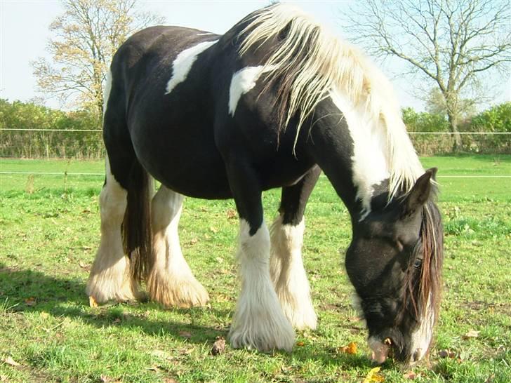 Irish Cob One Eyed Shannon billede 14