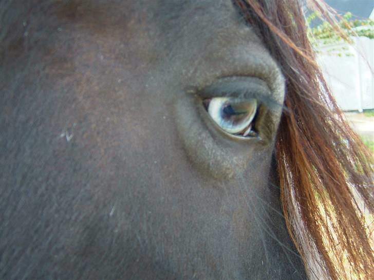 Irish Cob One Eyed Shannon - Hendes eneste smukke øje (: billede 15