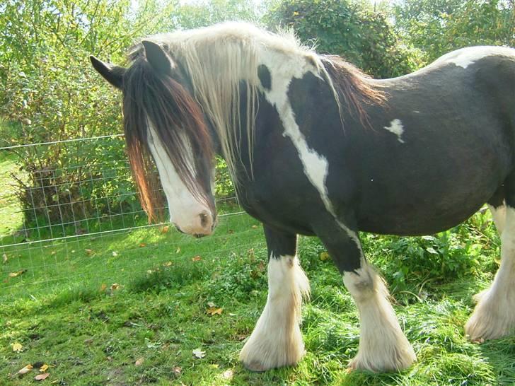 Irish Cob One Eyed Shannon billede 16