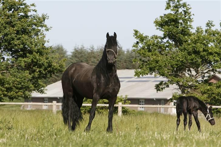 Frieser Joukje W. billede 4