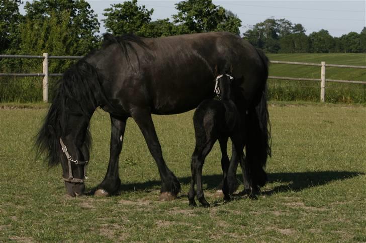 Frieser Joukje W. billede 5