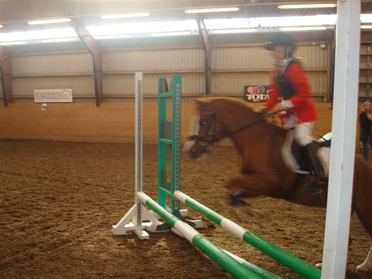 Welsh Mountain (sec A) Lady solgt :'( - hammerum 2008 der var fart over feltet weee<33 lady var så god <33 billede 10