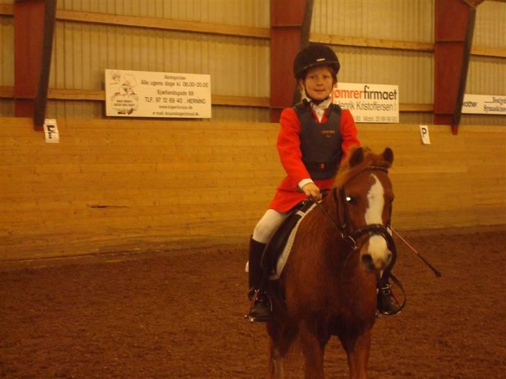 Welsh Mountain (sec A) Lady solgt :'( - hammerum 2008 der var fart over feltet weee<33 lady var så god<33  billede 12