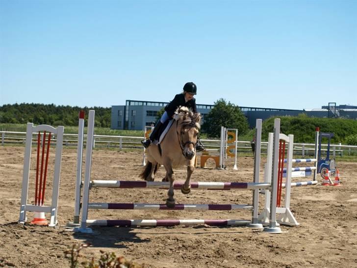 Fjordhest Casper <3 #SOLGT#:( R.I.P - LB billede 6