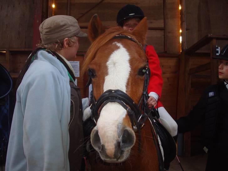 Welsh Mountain (sec A) Lady solgt :'( - hammerum 2008 der var fart over feltet weee<33 lady var så god <33 billede 13