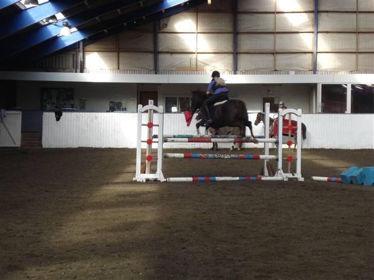 New Forest  carlo    SOLGT  billede 12