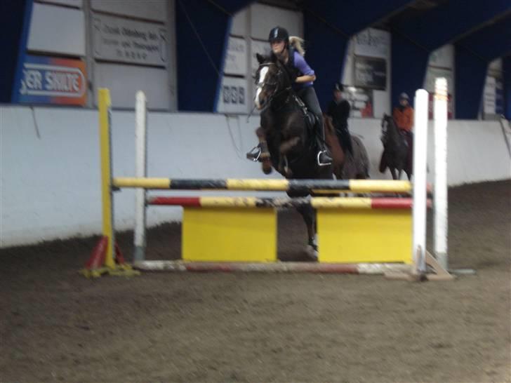 New Forest  carlo    SOLGT  - 08 billede 13