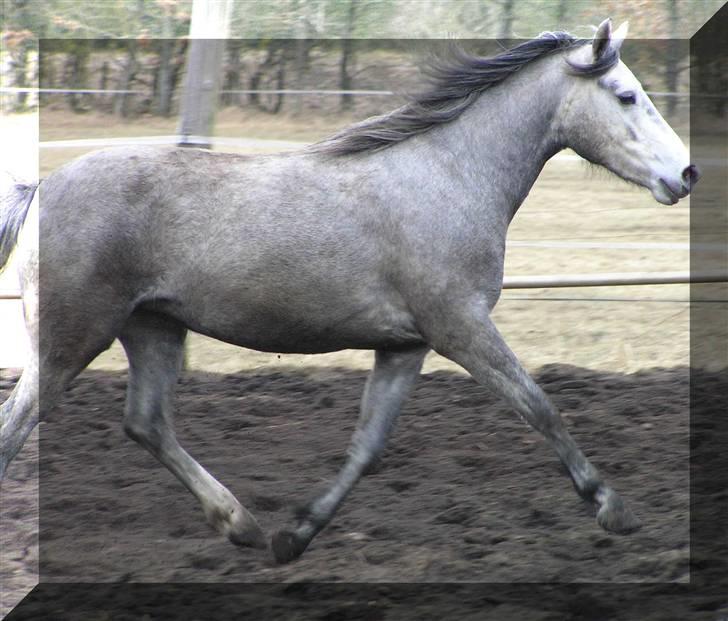 Welsh Partbred (Sec F) Bjerregaards Isabell billede 7