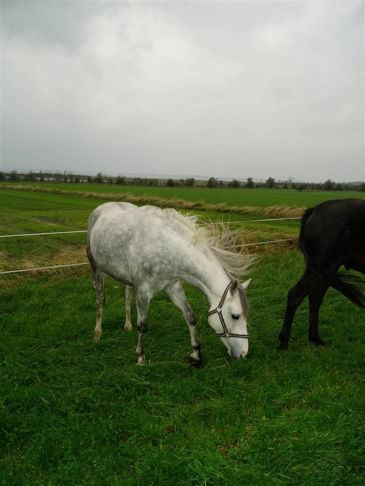 Welsh Partbred (Sec F) Bjerregaards Isabell billede 8