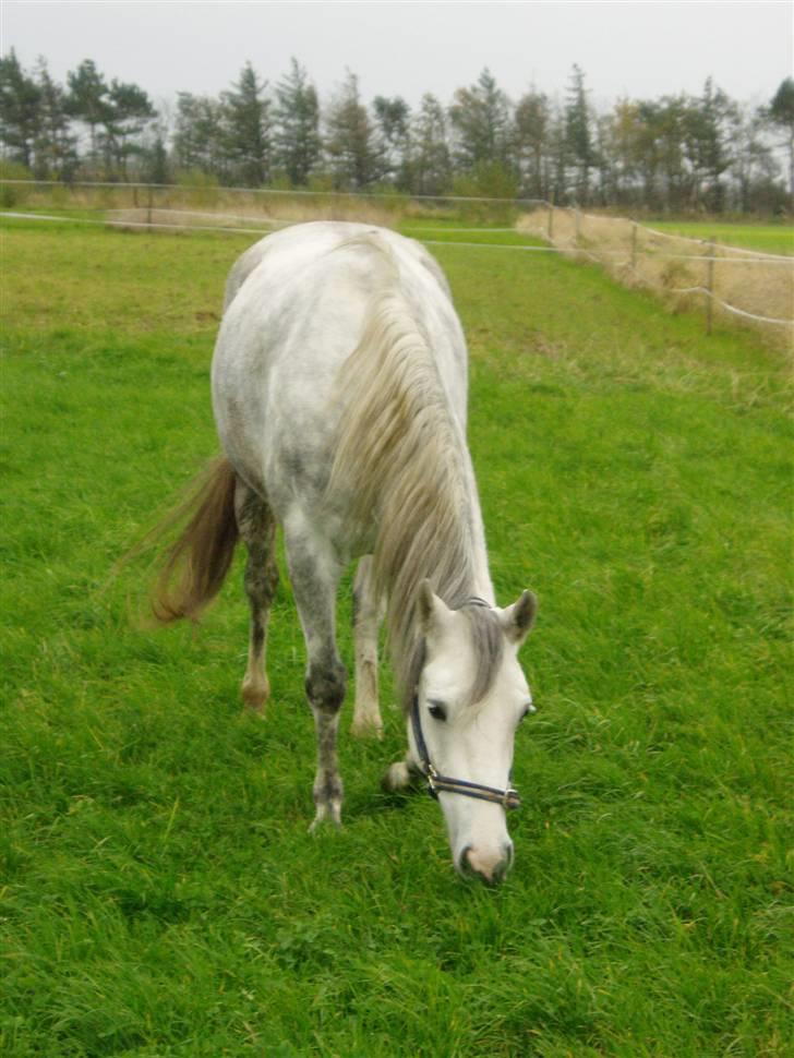 Welsh Partbred (Sec F) Bjerregaards Isabell billede 9