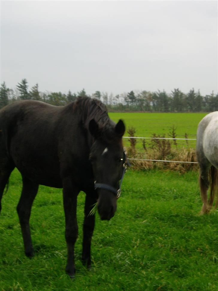 Anden særlig race Diablo billede 6