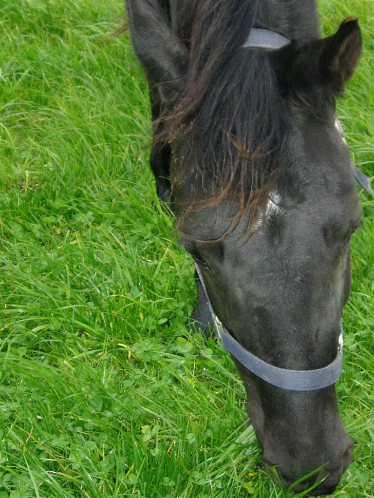 Anden særlig race Diablo billede 7