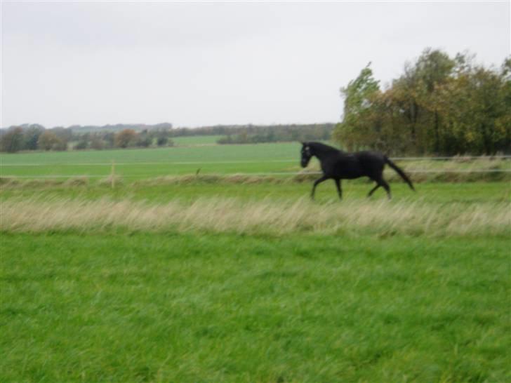 Anden særlig race Diablo billede 8