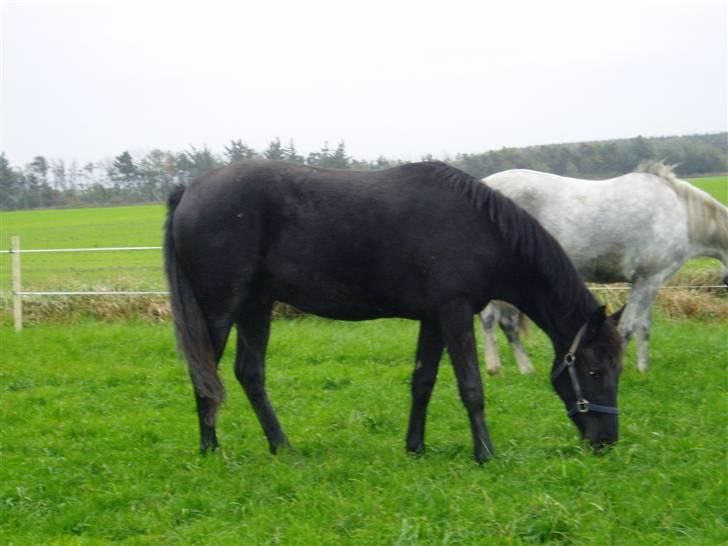 Anden særlig race Diablo billede 9