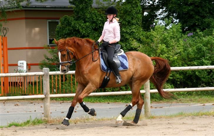 Dansk Varmblod | Olympia Melody RDH - #8 Galop :) By: Linette Christensen | 09 © ® billede 8