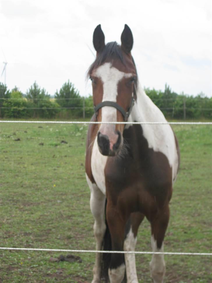 Pinto Sandra  billede 6