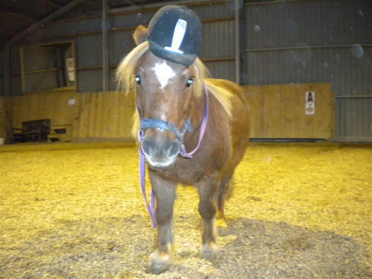 Shetlænder bølle - bølle der skal ud og ride billede 1