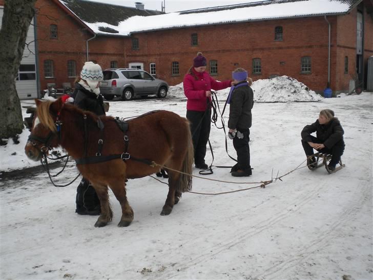 Shetlænder bølle - bølle der trækker vores kælk billede 2