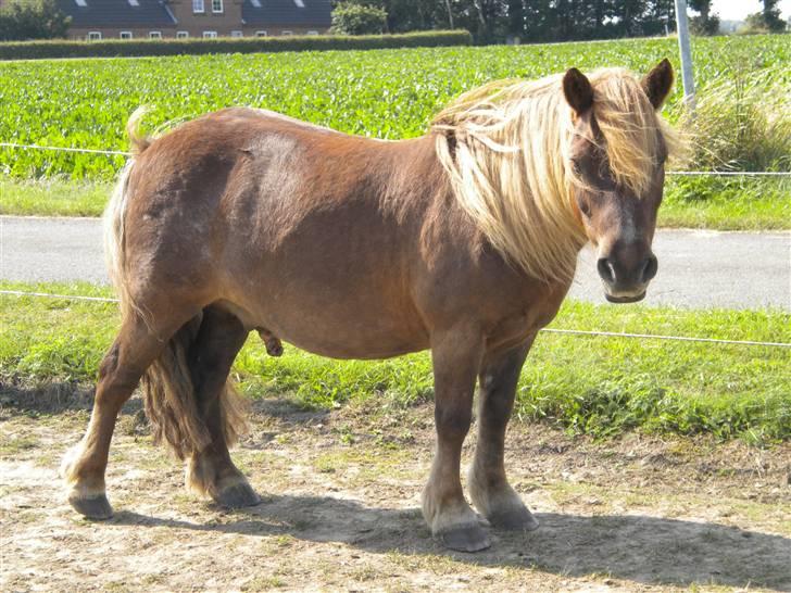 Shetlænder bølle - lille bølle billede 3