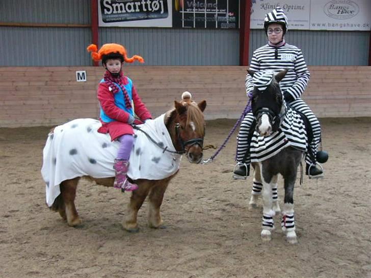 Shetlænder bølle - bølle er sammen med funny og de er i maribo og skal til juleoptog billede 4
