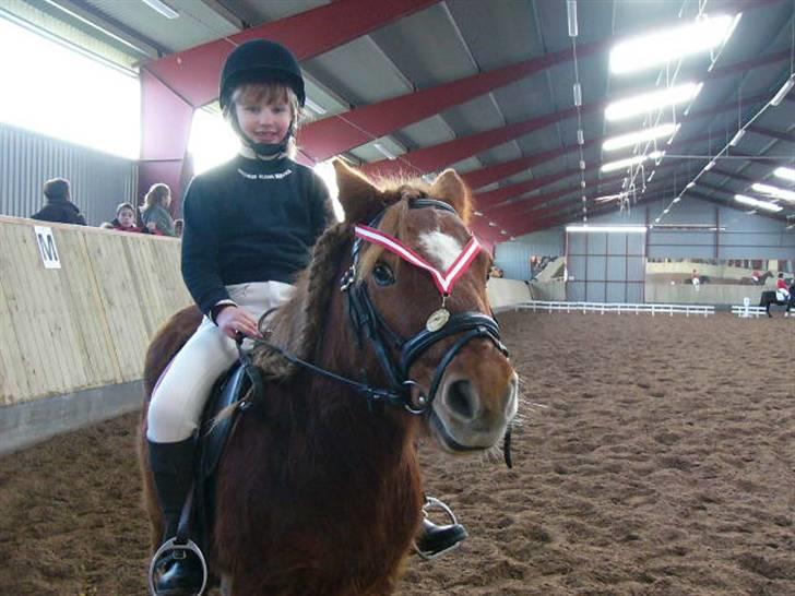 Shetlænder bølle - bølle vinder en flot første medalje billede 5