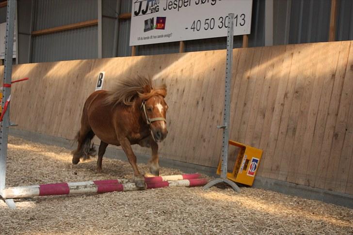 Shetlænder bølle - bølle er rigtig hurtig :D billede 6