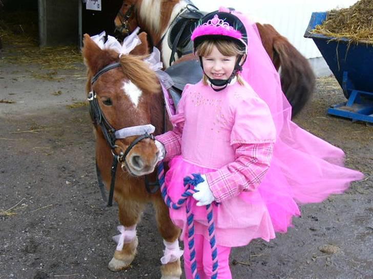 Shetlænder bølle - bølle og cirkusprinssesen billede 7