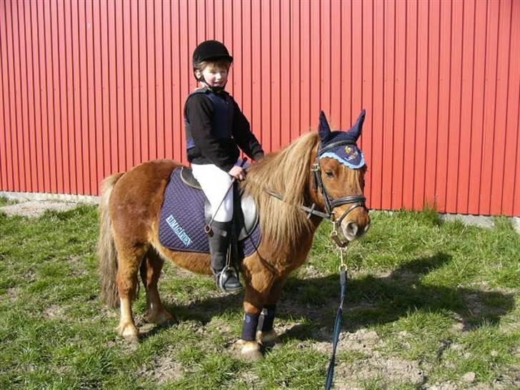 Shetlænder bølle - bølle til stævne  billede 8