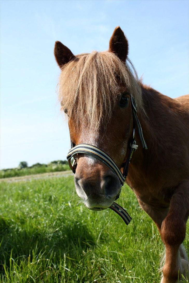 Shetlænder bølle - bølle på fold billede 9