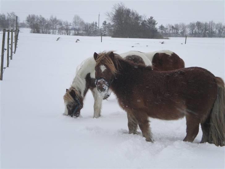 Shetlænder bølle - bølle der lige har stukket hovdet helt ned i sneen så det sidder fast i den lange pels billede 10