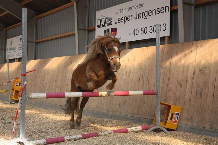 Shetlænder bølle - bølle hopper højt :D 80cm. billede 11