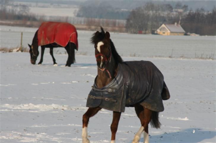Appaloosa Bandana Joe *Byttet;/* - 7)Hej frække drengerøv!<3 Foto: Belinda. billede 7