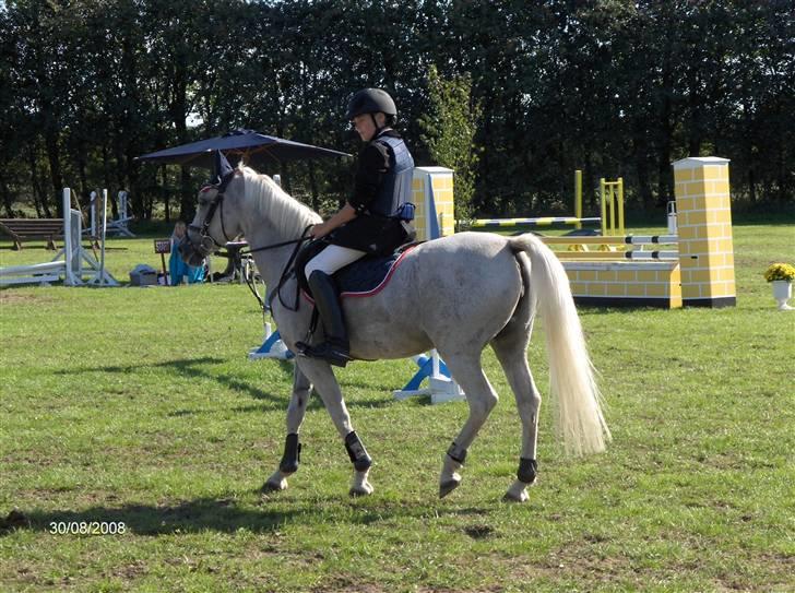 Anden særlig race Bianca B-pony SOLGT - afslappet på vej til at starte billede 3