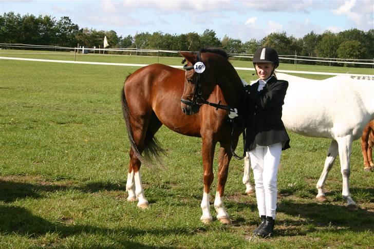 Appaloosa Bandana Joe *Byttet;/* - 9) St hestedag 2009 billede 9