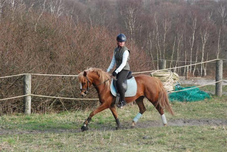 Anden særlig race Sokata (SOLGT) billede 16