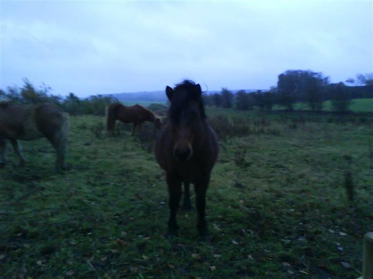 Islænder Komma fra Fagereng billede 2