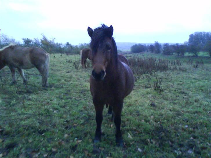 Islænder Komma fra Fagereng billede 3