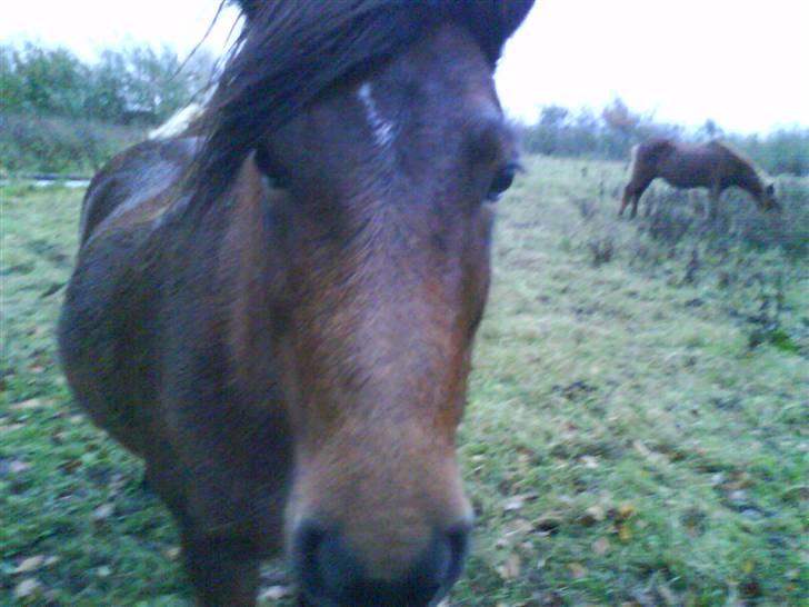 Islænder Komma fra Fagereng billede 4