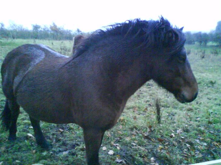 Islænder Komma fra Fagereng billede 5