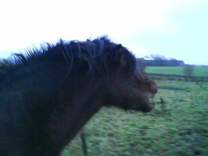 Islænder Komma fra Fagereng billede 6