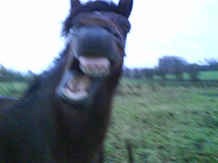 Islænder Komma fra Fagereng billede 7